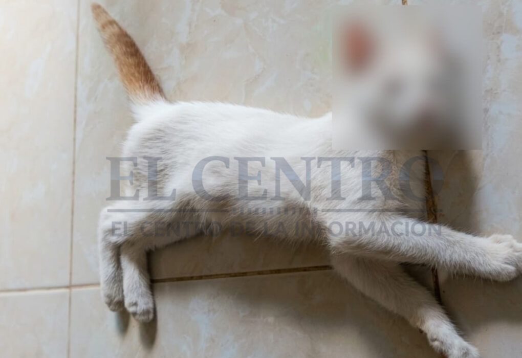 Persisten envenenamientos de animales en la comunidad de Cacalchén