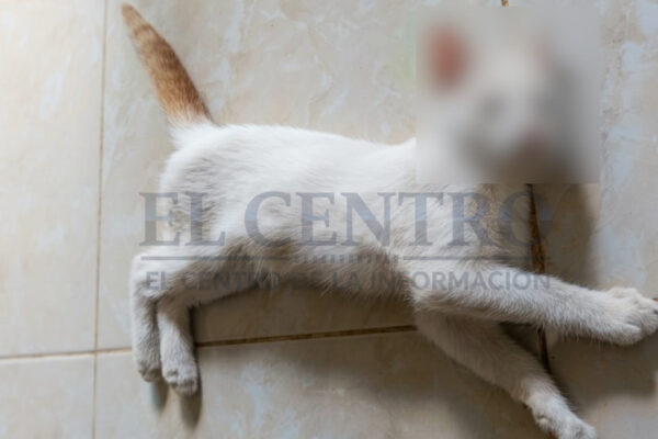 Persisten envenenamientos de animales en la comunidad de Cacalchén