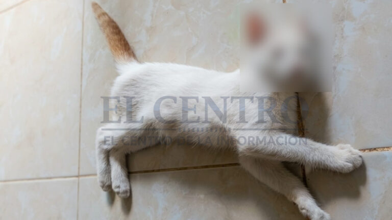 Persisten envenenamientos de animales en la comunidad de Cacalchén